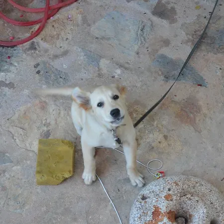 Ankh Bed and breakfast 3*